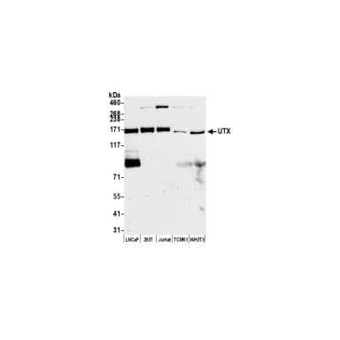 Rabbit anti-UTX Antibody, Affinity Purified