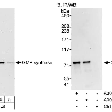 Rabbit anti-GMP synthase Antibody, Affinity Purified