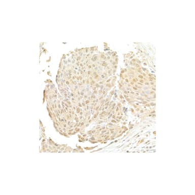 Rabbit anti-NRIP Antibody, Affinity Purified
