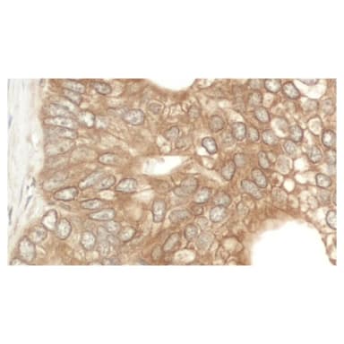 Rabbit anti-NEDD4L Antibody, Affinity Purified