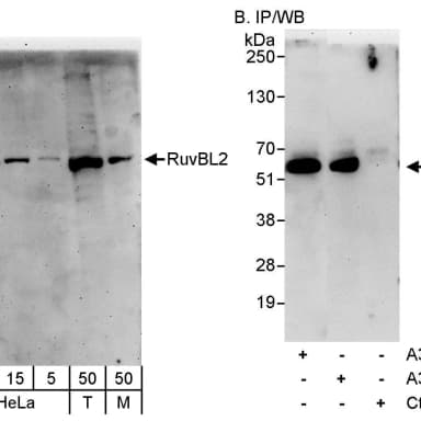 Rabbit anti-RuvBL2 Antibody, Affinity Purified