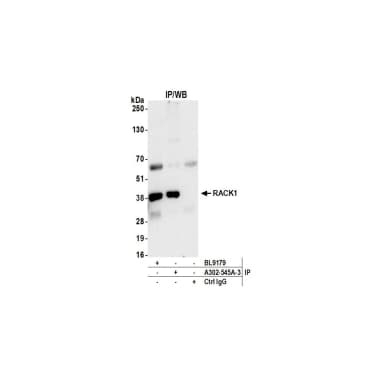 Rabbit anti-RACK1 Antibody, Affinity Purified