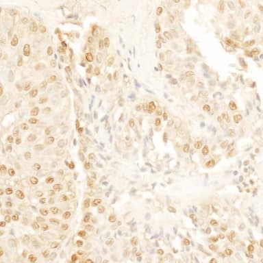 Rabbit anti-SA1 Antibody, Affinity Purified