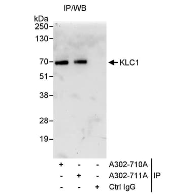 Rabbit anti-KLC1 Antibody, Affinity Purified
