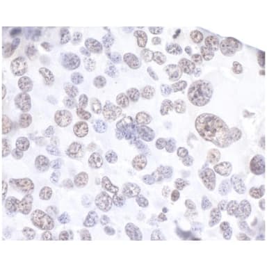 Rabbit anti-API5 Antibody, Affinity Purified