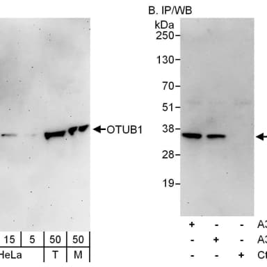 Rabbit anti-OTUB1 Antibody, Affinity Purified