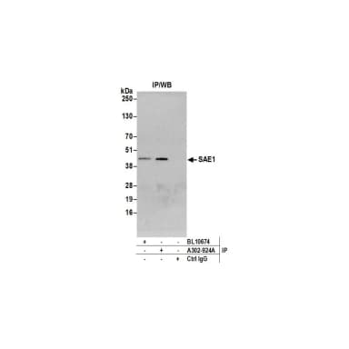 Rabbit anti-SAE1 Antibody, Affinity Purified