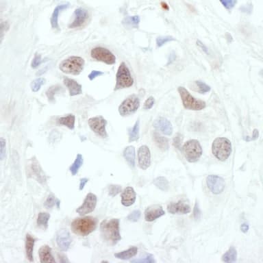 Rabbit anti-c-Jun Antibody, Affinity Purified