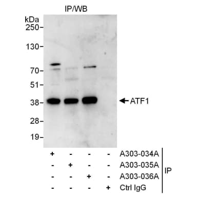 Rabbit anti-ATF1 Antibody, Affinity Purified