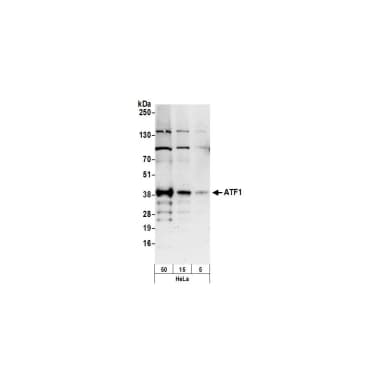 Rabbit anti-ATF1 Antibody, Affinity Purified