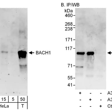 Rabbit anti-BACH1 Antibody, Affinity Purified