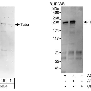 Rabbit anti-Tuba Antibody, Affinity Purified