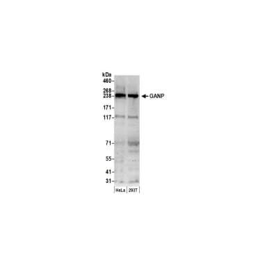 Rabbit anti-GANP Antibody, Affinity Purified