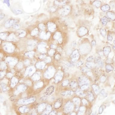 Rabbit anti-YB1 Antibody, Affinity Purified