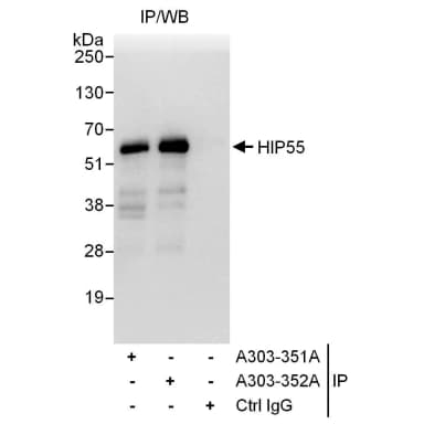 Rabbit anti-HIP55 Antibody, Affinity Purified