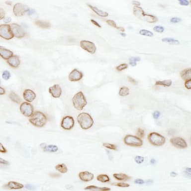 Rabbit anti-Lamin-A Antibody, Affinity Purified