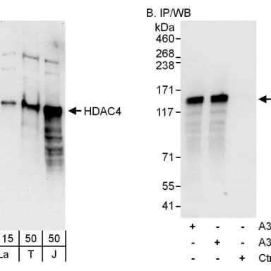 Rabbit anti-HDAC4 Antibody, Affinity Purified