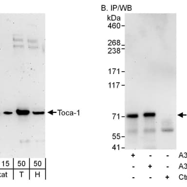 Rabbit anti-Toca-1 Antibody, Affinity Purified
