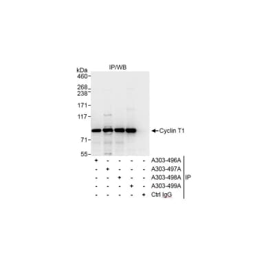 Rabbit anti-Cyclin T1 Antibody, Affinity Purified