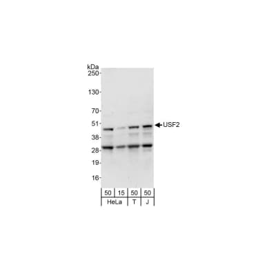 Rabbit anti-USF2 Antibody, Affinity Purified