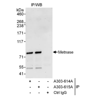 Rabbit anti-Metnase Antibody, Affinity Purified