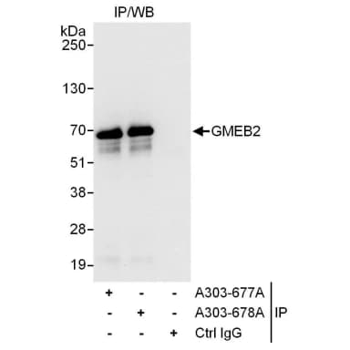 Rabbit anti-GMEB2 Antibody, Affinity Purified
