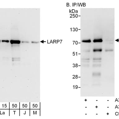 Rabbit anti-LARP7 Antibody, Affinity Purified