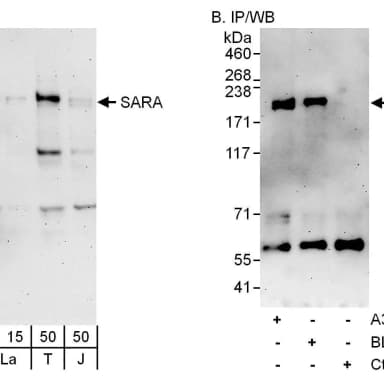 Rabbit anti-SARA Antibody, Affinity Purified