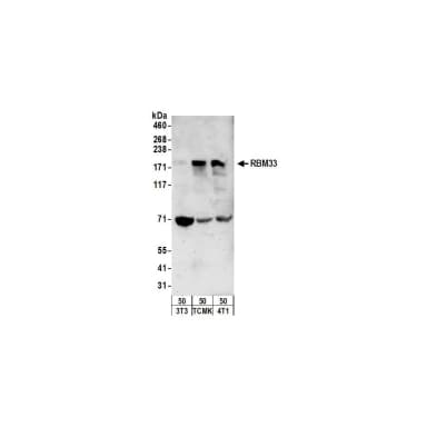 Rabbit anti-RBM33 Antibody, Affinity Purified