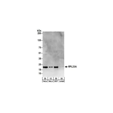 Rabbit anti-RPL23A Antibody, Affinity Purified