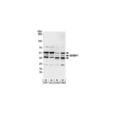 Rabbit anti-SERBP1 Antibody, Affinity Purified