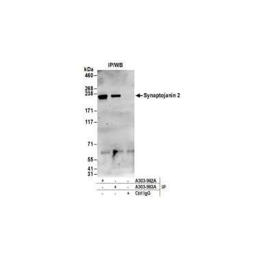 Rabbit anti-Synaptojanin 2 Antibody, Affinity Purified