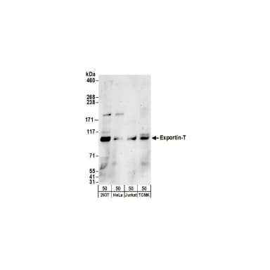 Rabbit anti-Exportin-T Antibody, Affinity Purified