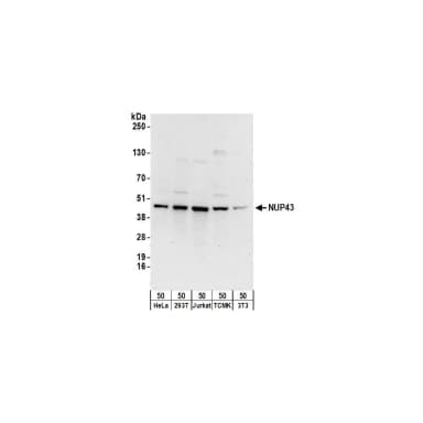 Rabbit anti-NUP43 Antibody, Affinity Purified
