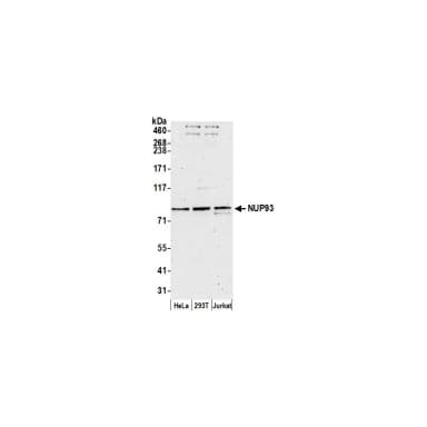 Rabbit anti-NUP93 Antibody, Affinity Purified