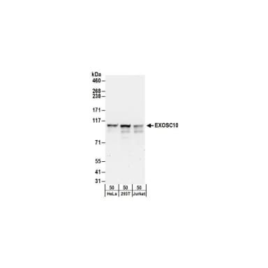 Rabbit anti-EXOSC10 Antibody, Affinity Purified