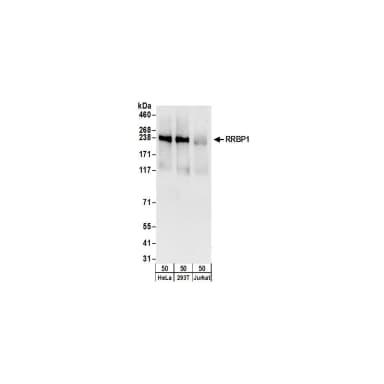 Rabbit anti-RRBP1 Antibody, Affinity Purified