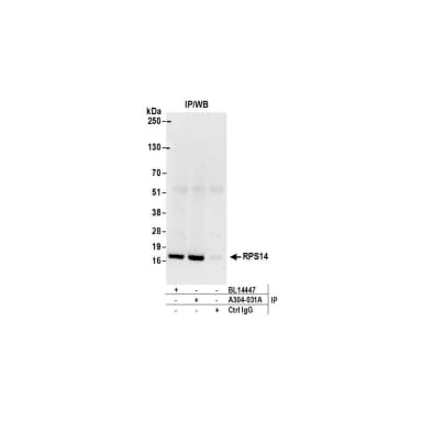 Rabbit anti-RPS14 Antibody, Affinity Purified