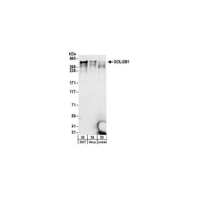 Rabbit anti-GOLGB1 Antibody, Affinity Purified