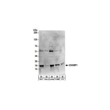 Rabbit anti-CGGBP1 Antibody, Affinity Purified