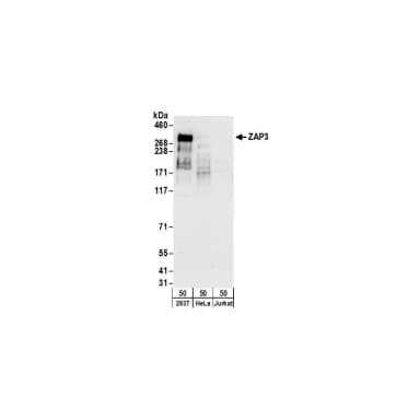 Rabbit anti-ZAP3 Antibody, Affinity Purified