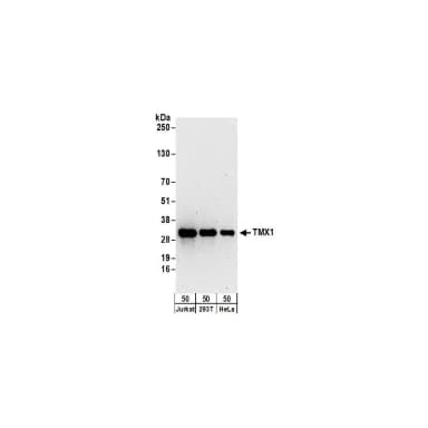 Rabbit anti-TMX1 Antibody, Affinity Purified