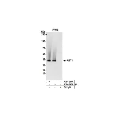 Rabbit anti-ABT1 Antibody, Affinity Purified