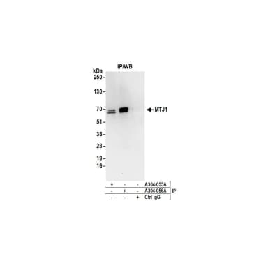 Rabbit anti-MTJ1 Antibody, Affinity Purified