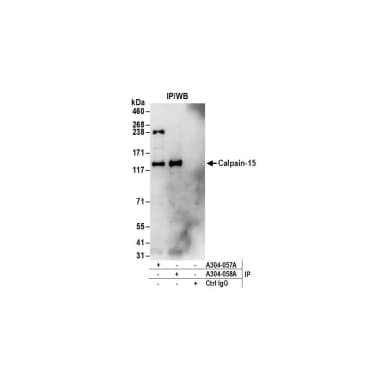 Rabbit anti-Calpain-15 Antibody, Affinity Purified