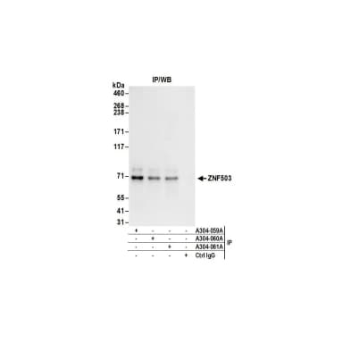 Rabbit anti-ZNF503 Antibody, Affinity Purified