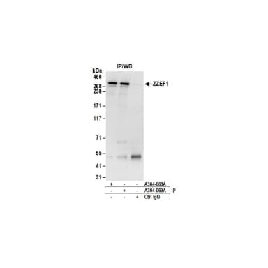 Rabbit anti-ZZEF1 Antibody, Affinity Purified