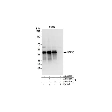 Rabbit anti-UCH37 Antibody, Affinity Purified