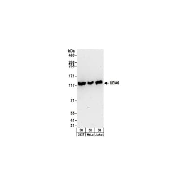 Rabbit anti-UBA6 Antibody, Affinity Purified
