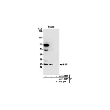 Rabbit anti-PSF1 Antibody, Affinity Purified